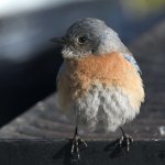 Bluebird.jpg