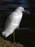 Egret7.jpg