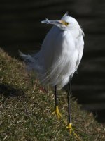 Egret4.jpg