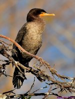 DSC_1687_001.JPG