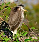 DSC_1691_001.JPG