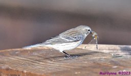 DSC_1719_001.JPG