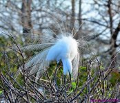 DSC_1784_001.JPG