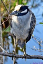 DSC_1816_001.JPG