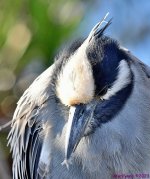 DSC_1811_001.JPG