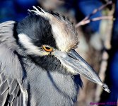 DSC_1824_001.JPG