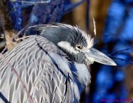 DSC_1826_001.JPG