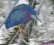 DSC_1862_001.JPG