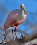 DSC_1881_001.JPG
