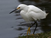 Egret2.jpg