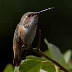 Hummer7.jpg