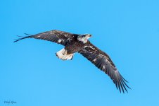 BaldEagleFlight-573.jpg