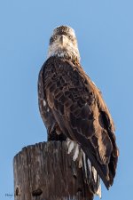 BaldEagleEyes-573.jpg