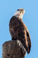 BaldEagleEyes-574.jpg