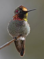 Hummer12.jpg