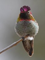 Hummer14.jpg