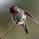 Hummer19.jpg