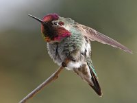 Hummer20.jpg
