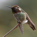 Hummer24.jpg