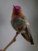 Hummer30.jpg