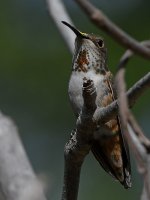 Hummer47.jpg