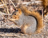 Squirrel-575.jpg