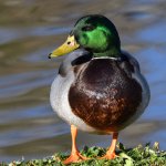 Mallard.jpg