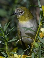 WhiteEye2.jpg