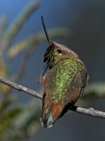 Hummer10.jpg