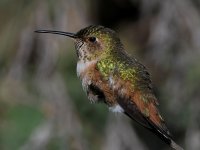Hummer11.jpg