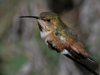 Hummer22.jpg