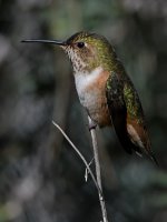 Hummer31.jpg