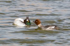 CommonGECourtship-576.jpg