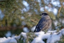 Grey Jay Z9.jpg