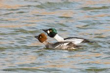 GoldeneyeCourtship-577.jpg