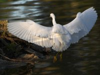 Egret3.jpg