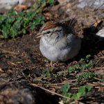 Sparrow.jpg