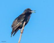 Starling-576.jpg