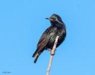 Starling-577.jpg