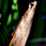 DSC_1938_001.JPG
