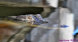 DSC_1957_001.JPG