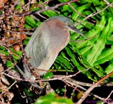 DSC_1995_001.JPG