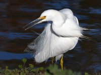Egret8.jpg