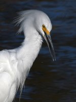 Egret10.jpg