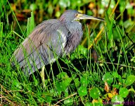 DSC_2036_001.JPG