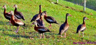 DSC_2152_stitch3_001.JPG