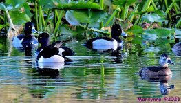 DSC_2158_001.JPG