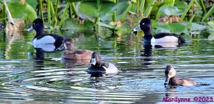 DSC_2161_001.JPG