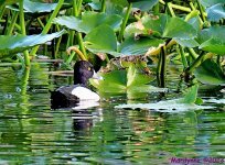 DSC_2164_001.JPG