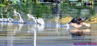 DSC_2185_001.JPG